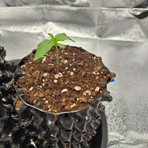 PP #1 growlog timeline photo