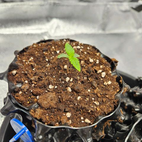PP #2 growlog timeline photo