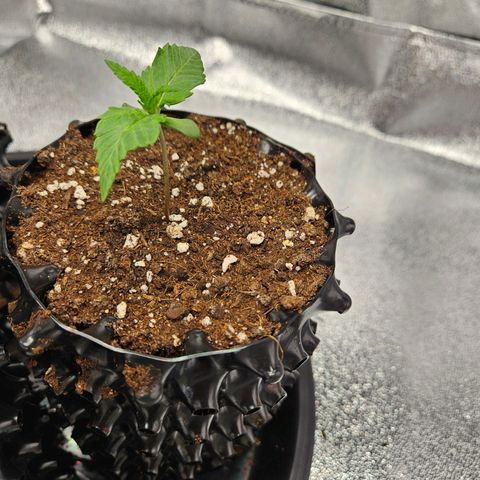 PP #1 growlog timeline photo