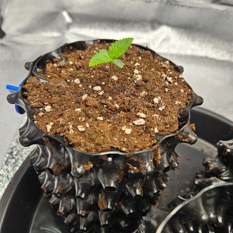 PP #2 growlog timeline photo