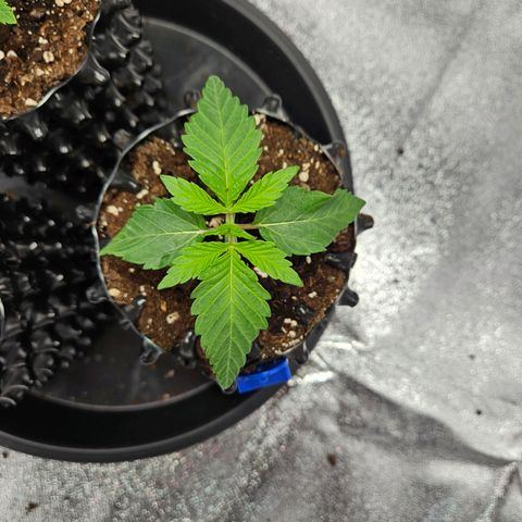PP #1 growlog timeline photo