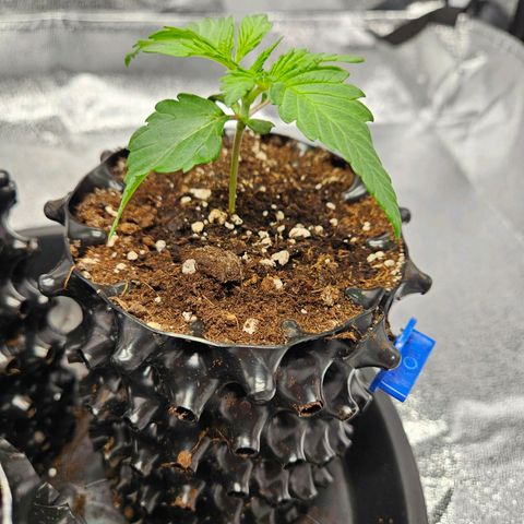PP #1 growlog timeline photo