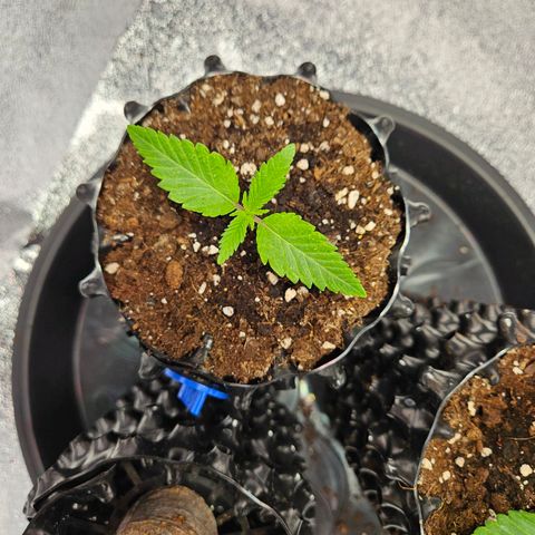 PP #2 growlog timeline photo