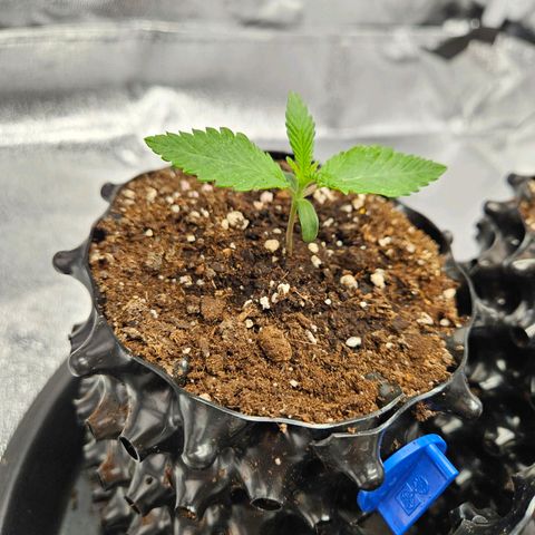 PP #2 growlog timeline photo