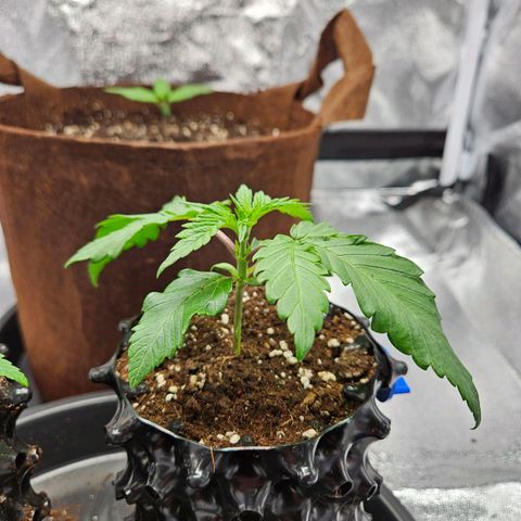 PP #1 growlog timeline photo