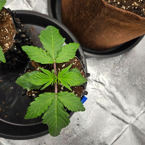 PP #1 growlog timeline photo