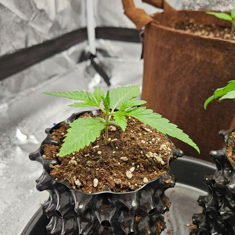 PP #2 growlog timeline photo