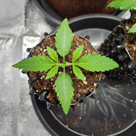 PP #2 growlog timeline photo