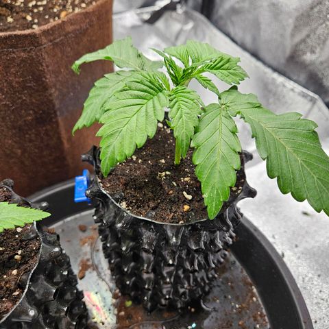 PP #1 growlog photo: Zwei Blätter entfernt die kein Licht bekommen 