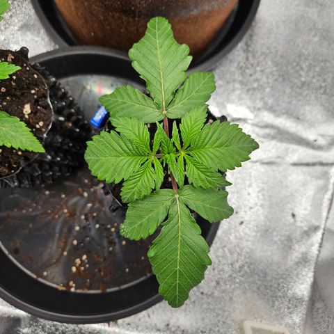 PP #1 growlog photo: Zwei Blätter entfernt die kein Licht bekommen 