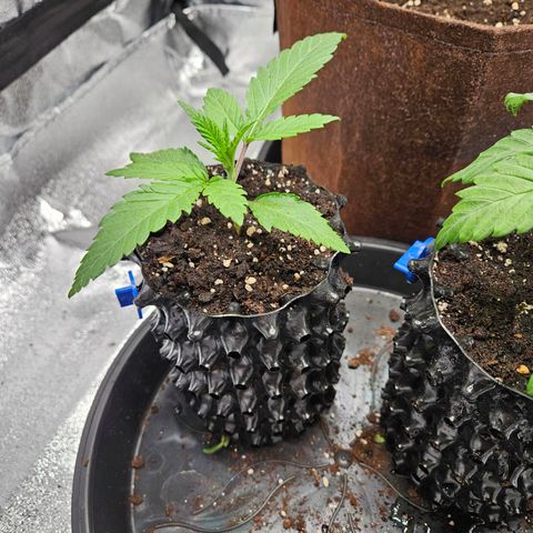 PP #2 growlog timeline photo