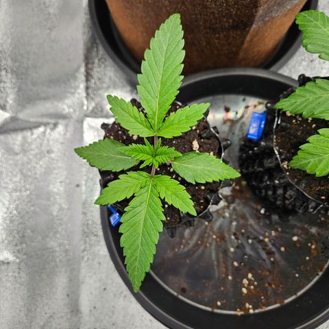 PP #2 growlog timeline photo