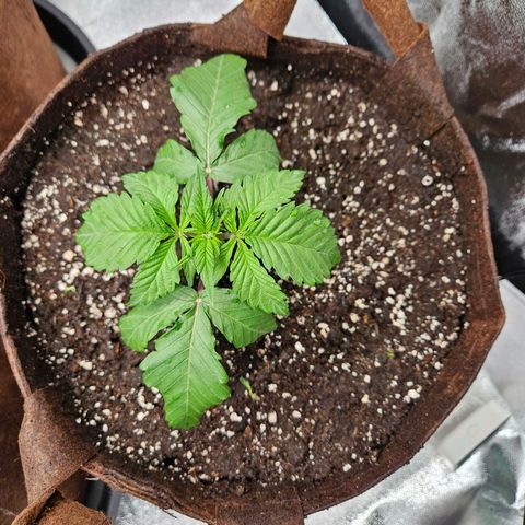 PP #1 growlog photo: Endtopf