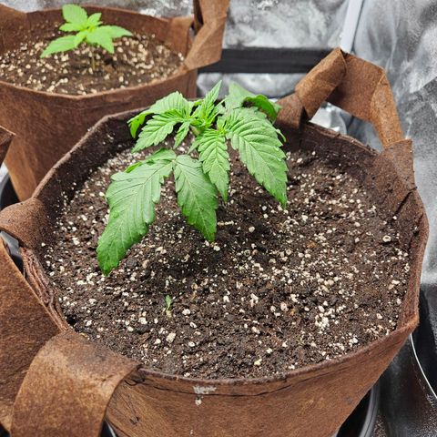 PP #1 growlog photo: Endtopf