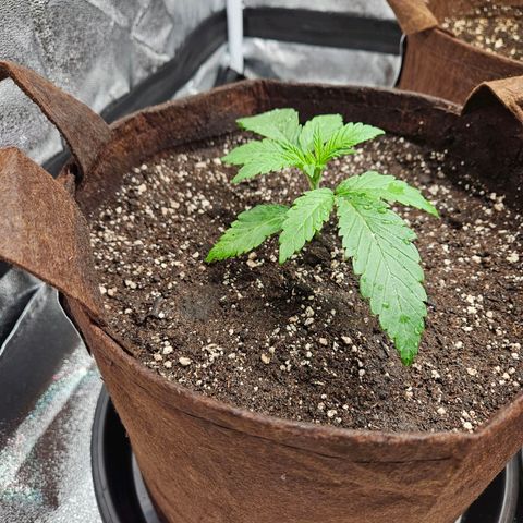 PP #2 growlog timeline photo