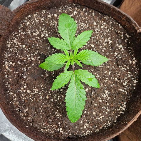 PP #2 growlog timeline photo