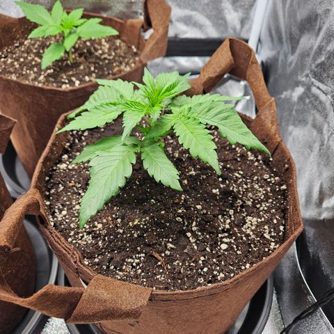 PP #1 growlog timeline photo