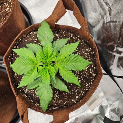 PP #1 growlog timeline photo