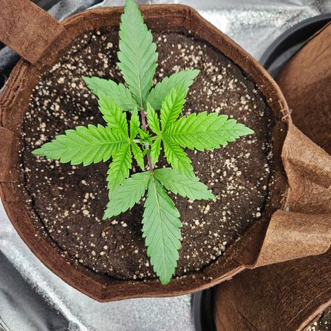 PP #2 growlog timeline photo