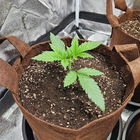 PP #2 growlog timeline photo