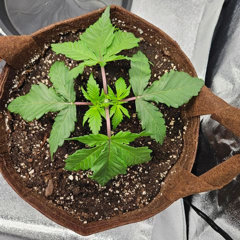 PP #1 growlog timeline photo
