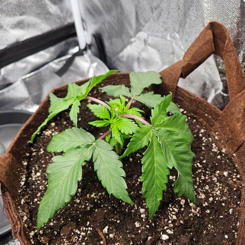 PP #1 growlog timeline photo