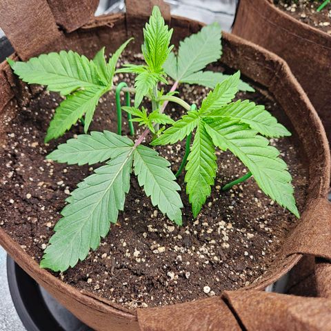 PP #2 growlog timeline photo