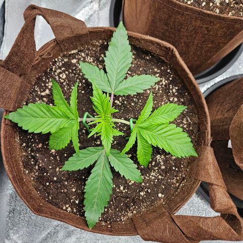 PP #2 growlog timeline photo