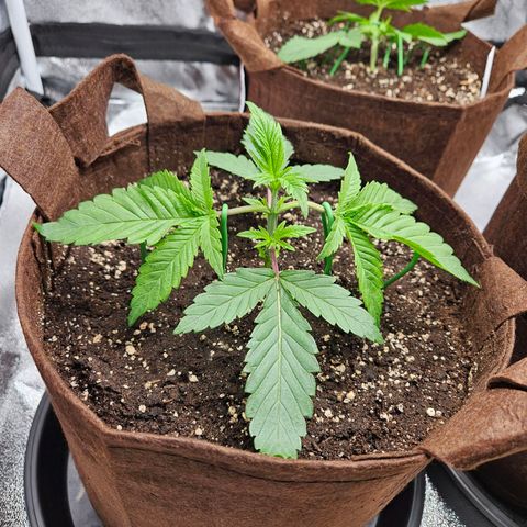 PP #2 growlog timeline photo