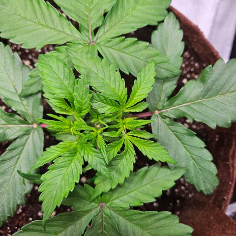 PP #1 growlog timeline photo