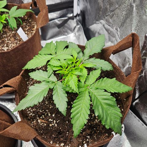 PP #1 growlog timeline photo