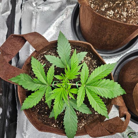 PP #2 growlog timeline photo