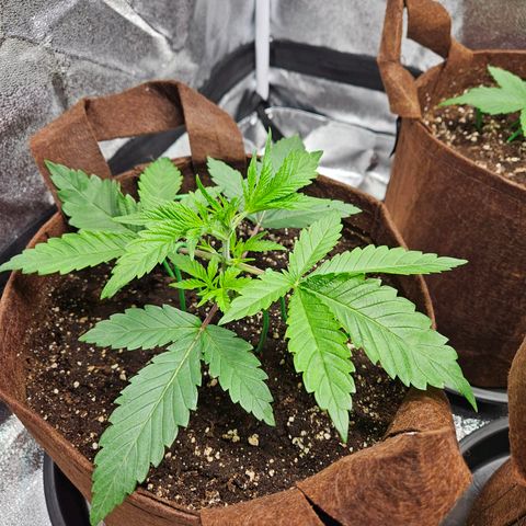 PP #2 growlog timeline photo