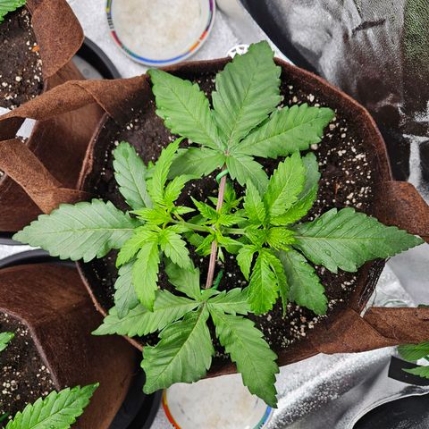 PP #1 growlog timeline photo