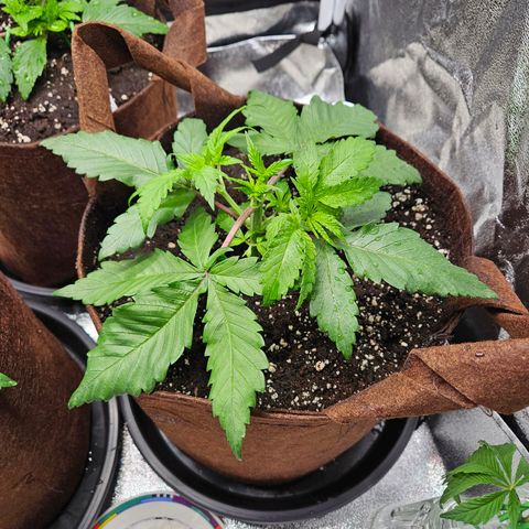 PP #1 growlog timeline photo