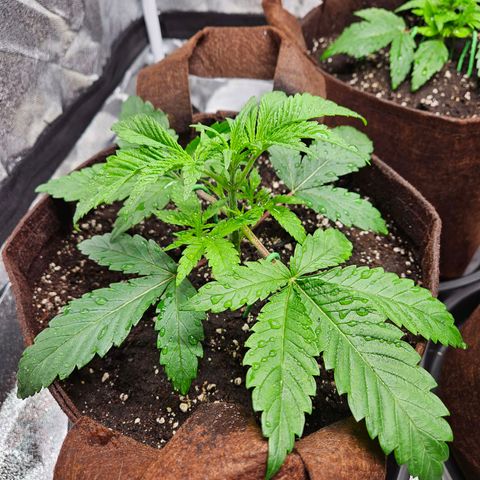 PP #2 growlog timeline photo