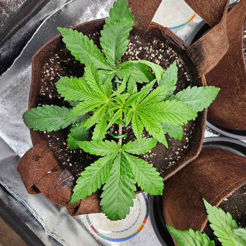 PP #2 growlog timeline photo