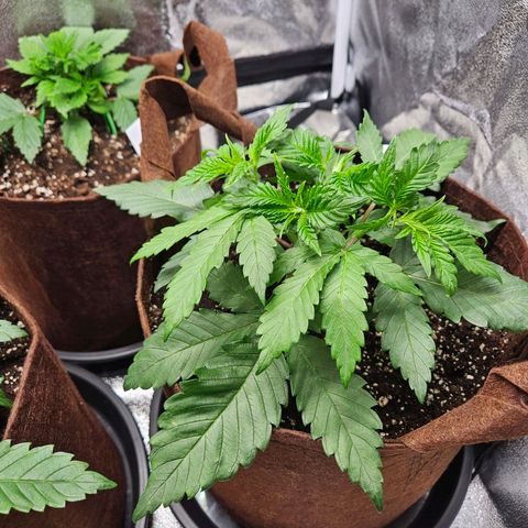 PP #1 growlog timeline photo