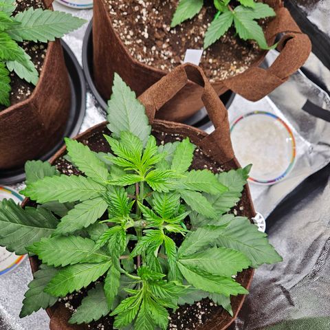 PP #1 growlog timeline photo