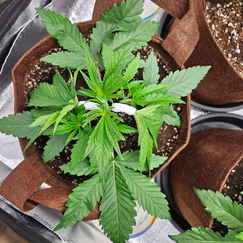 PP #2 growlog timeline photo