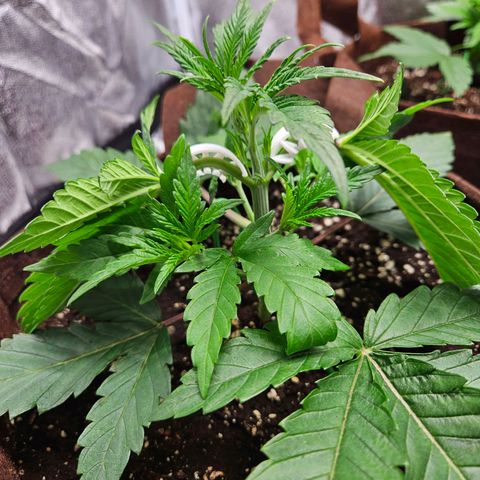 PP #2 growlog timeline photo