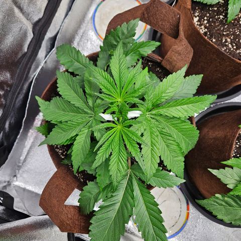 PP #2 growlog timeline photo