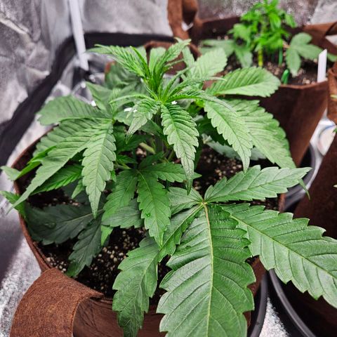 PP #2 growlog timeline photo