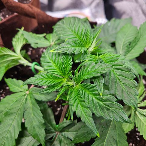 PP #1 growlog photo: Blattspitzen gelb, Vermutlich Nährstoffmangel