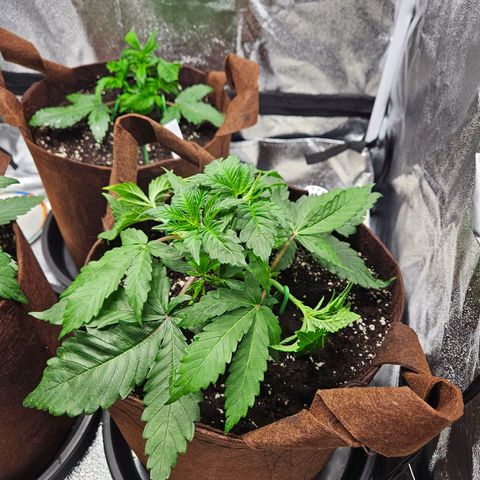 PP #1 growlog photo: Blattspitzen gelb, Vermutlich Nährstoffmangel