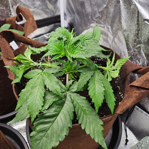 PP #1 growlog photo: Blattspitzen gelb, Vermutlich Nährstoffmangel