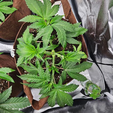 PP #1 growlog timeline photo