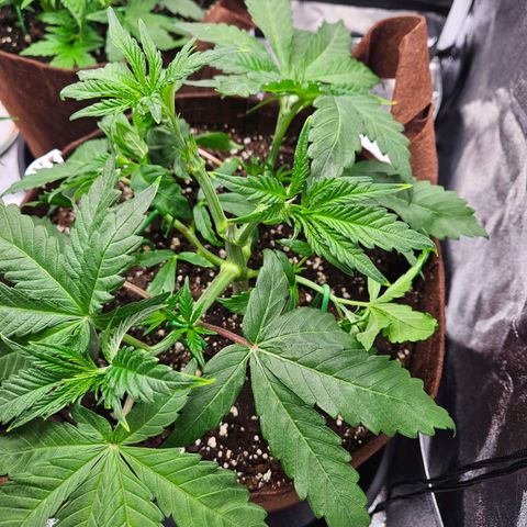 PP #1 growlog timeline photo