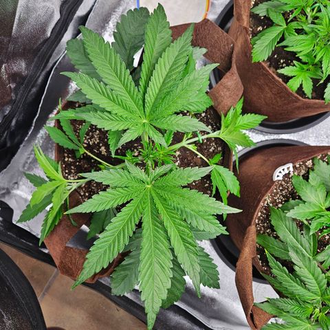 PP #2 growlog timeline photo