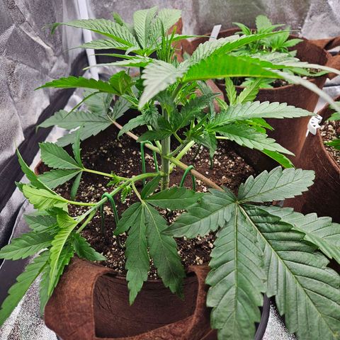 PP #2 growlog timeline photo